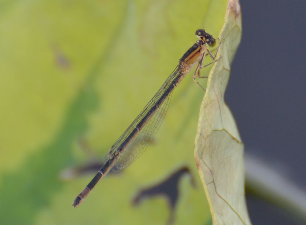 libellula
